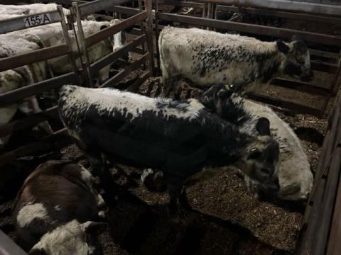 241 · 1 Hereford X Heifer