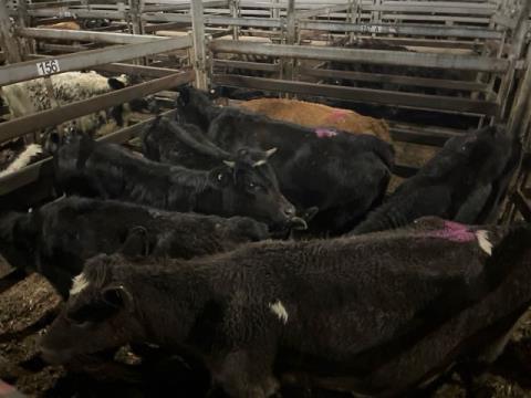 242 · 4 Angus X Heifer