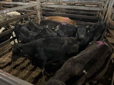 243 · 3 Angus X Heifer