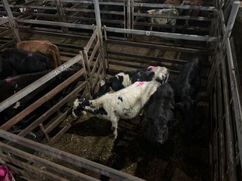 244 · 2 Angus X Heifer