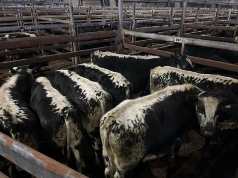 147 · 7 Speckle Park X Steer