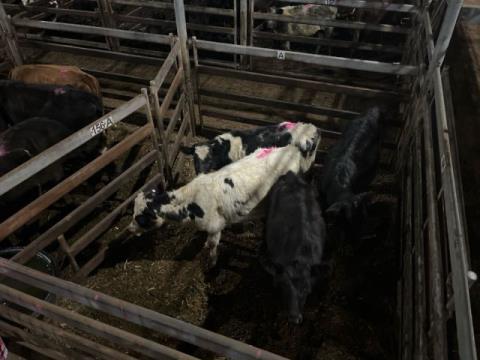 245 · 2 Blue Roan Heifer