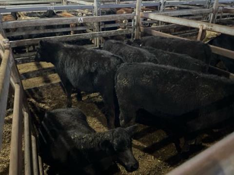 048 · 6 Angus X Angus Weaner Steers