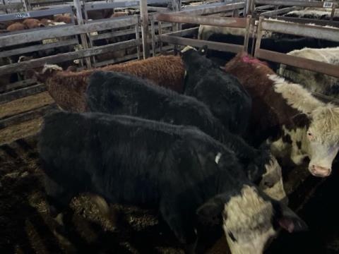 049 · 4 Hereford X Weaner Steers