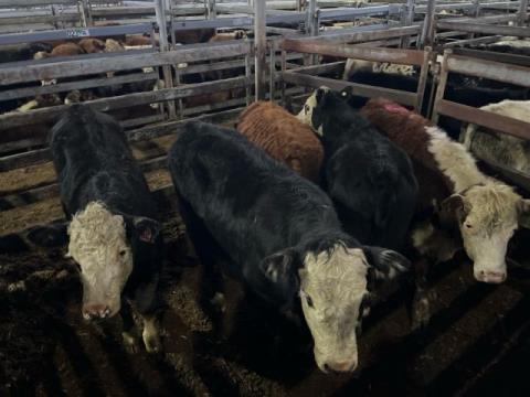 050 · 1 Hereford Weaner Steers