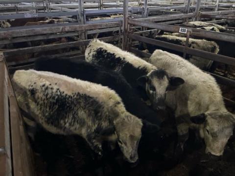 051 · 4 Speckle Park Weaner Steers