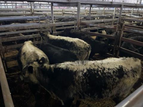 052 · 5 Speckle Park X Weaner Steers