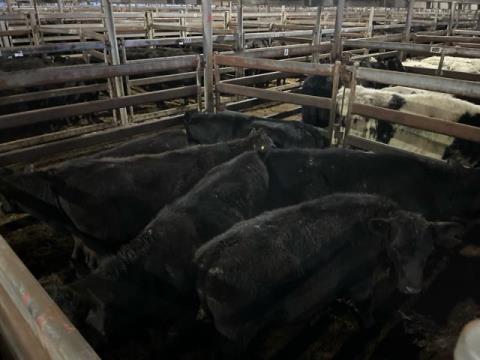 148 · 6 Angus X Weaner Steers