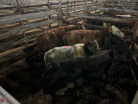 246 · 2 Angus X Heifer