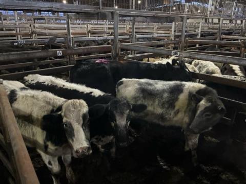 149 · 3 Blue Roan Steer