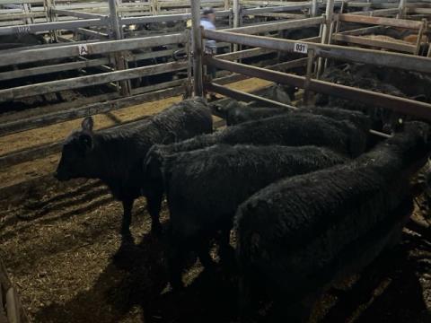053 · 5 Angus X Hereford Weaner Steers