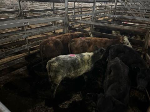 247 · 2 Hereford X Heifer