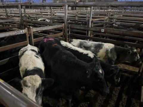 150 · 1 Angus X Steer