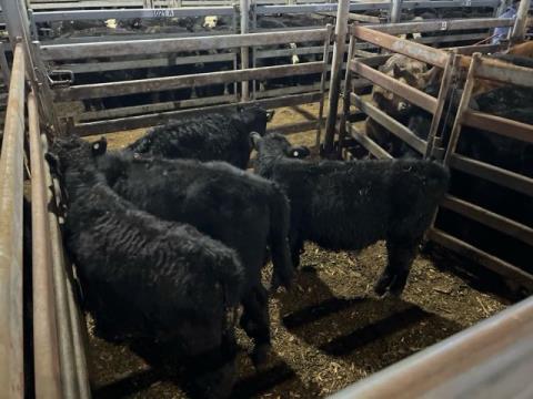 054 · 4 Angus X Weaner Steers