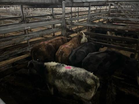 248 · 1 Blue Roan Heifer