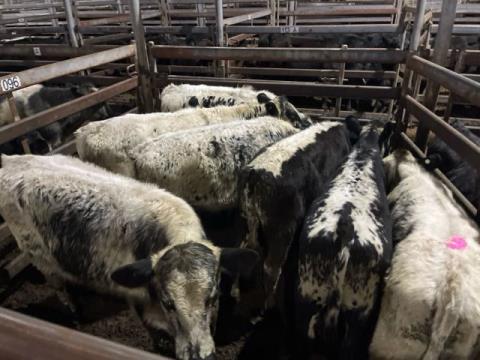 151 · 6 Speckle Park X Steer