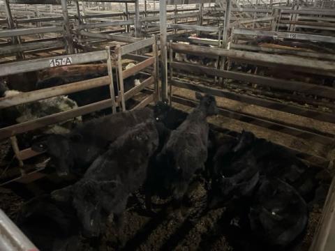 249 · 10 Angus X Heifer