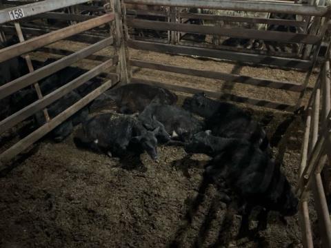 250 · 6 Angus X Heifer