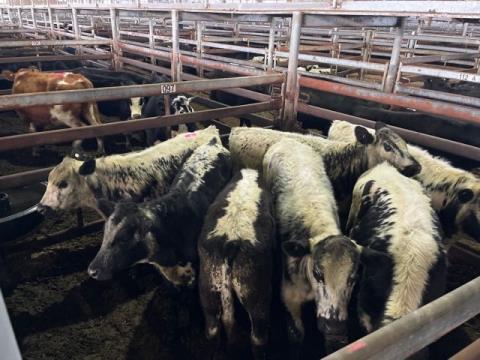 152 · 1 Speckle Park X Steer