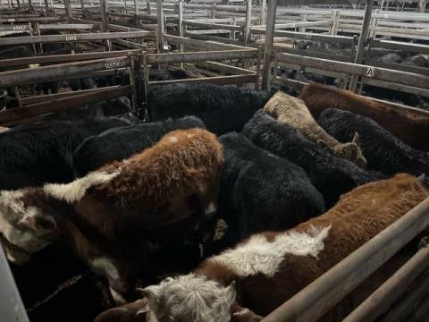 055 · 10 Angus X Steer