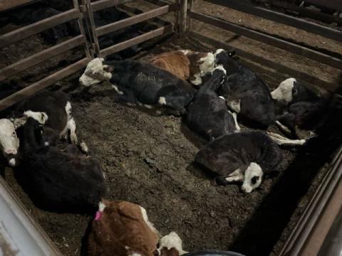 251 · 7 Hereford X Heifer