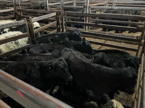 153 · 9 Angus X Steer