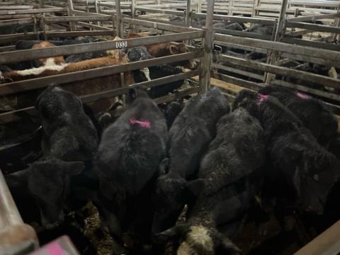 056 · 5 Angus Steer