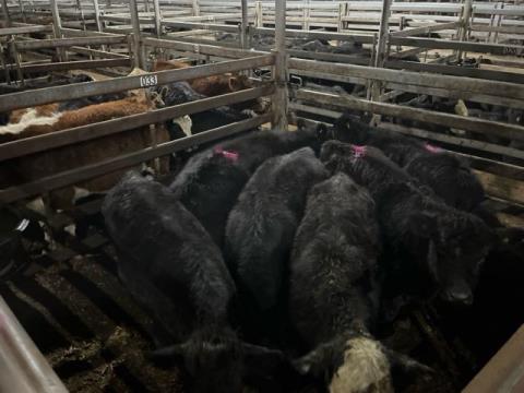 057 · 4 Angus Steer