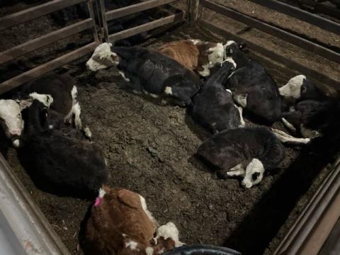 252 · 2 Hereford X Heifer