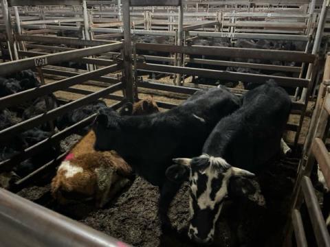 154 · 3 Angus X Steer