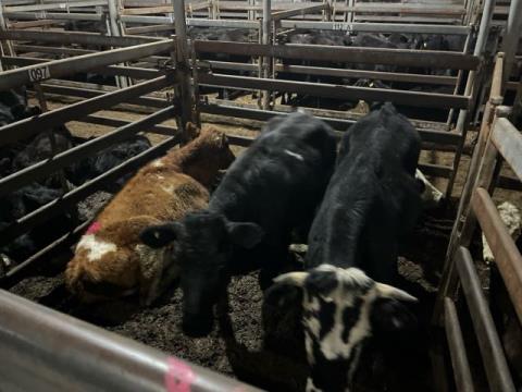 155 · 1 Hereford X Steer