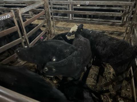 058 · 8 Angus X Steer