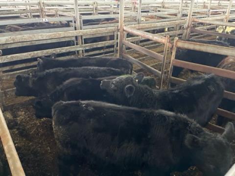059 · 5 Angus Steer