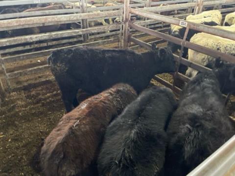 060 · 4 Angus Steer