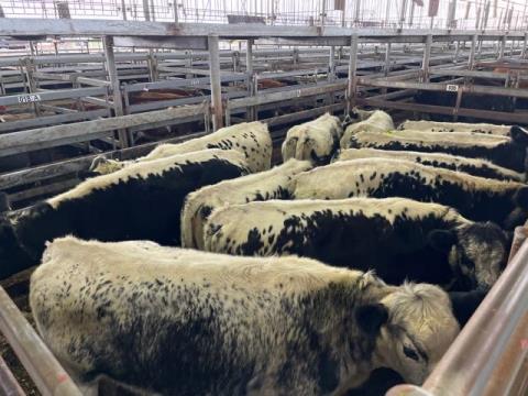 061 · 12 Speckle Park Grown Heifers