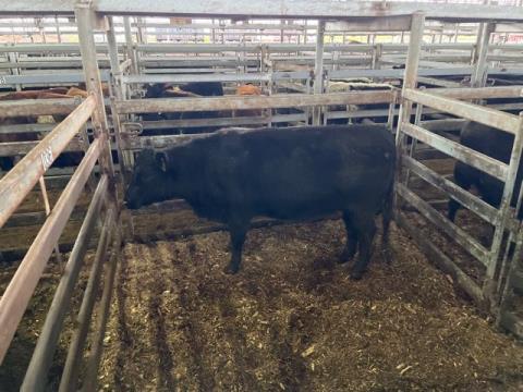 062 · 1 Angus Heifer
