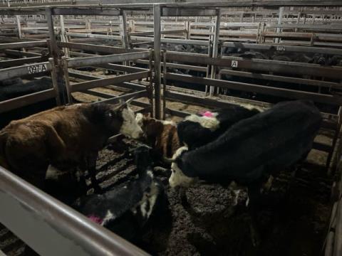 156 · 3 Hereford X Steer