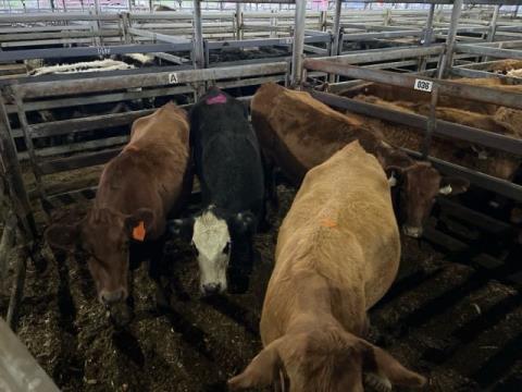 063 · 3 Red Angus X Grown Heifers