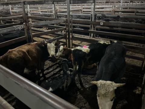 157 · 2 Blue Roan Steer