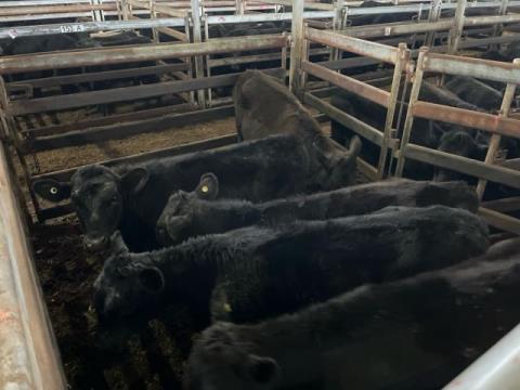 255 · 5 Angus X Heifer