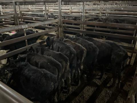 158 · 9 Angus X Steer
