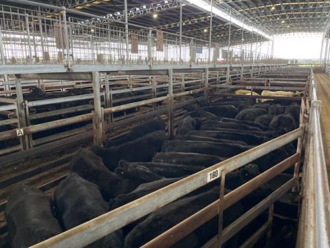 256 · 29 Angus X Heifer