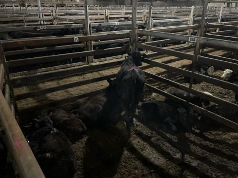 159 · 4 Angus X Steer