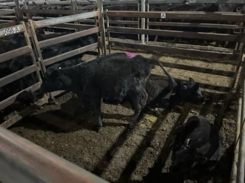 160 · 1 Angus X Cub