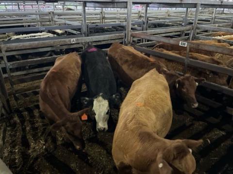 064 · 1 Angus X Grown Heifers
