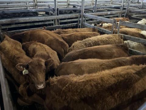 065 · 9 Red Angus X Grown Heifers