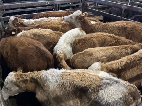 066 · 12 Simmental Grown Heifers