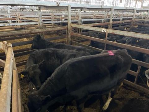 258 · 2 Angus X Heifer