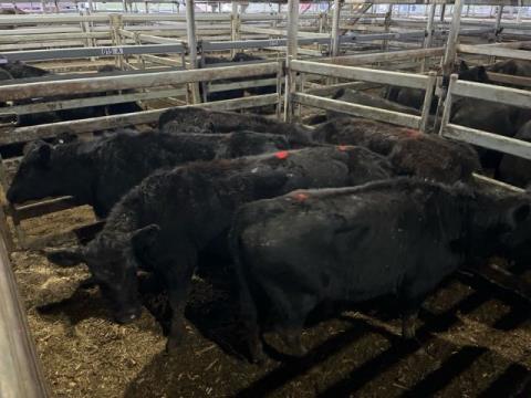 067 · 6 Angus X Angus Weaner Heifers