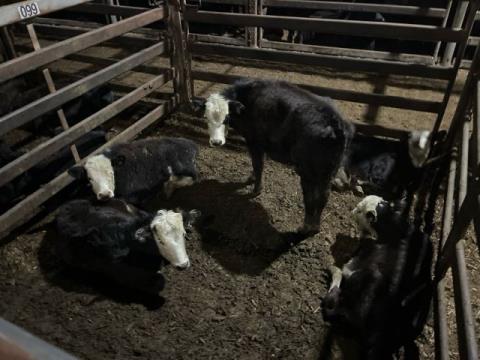 161 · 5 Hereford X Steer